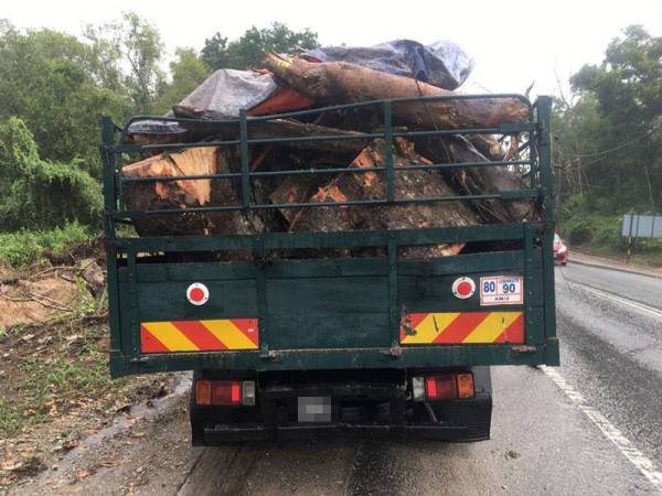 Cubaan sebuah lori membawa keluar hasil kayu balak tanpa kebenaran gagal dalam satu operasi Jabatan Perhutanan Perak di Batu Gajah semalam.