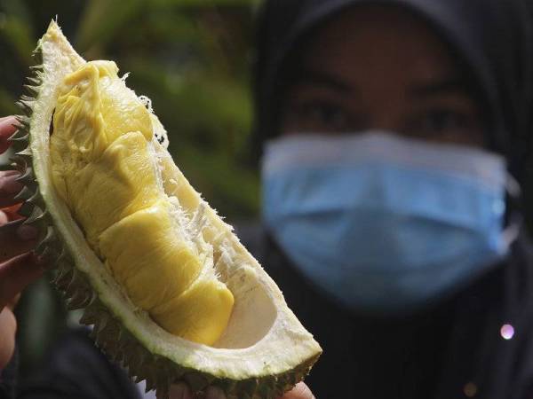 Kakitangan Pertubuhan Peladang Kawasan Jelebu Norizawati Nazaruddin menunjukkan isi buah durian jenis D197 atau lebih dikenali dengan Musang King pada Program Sehari Di Dusun Bersama Rakan Media di Dusun Durian Pertubuhan Peladang Kawasan Jelebu, Mukim Glami Lemi, hari ini. - Foto Bernama