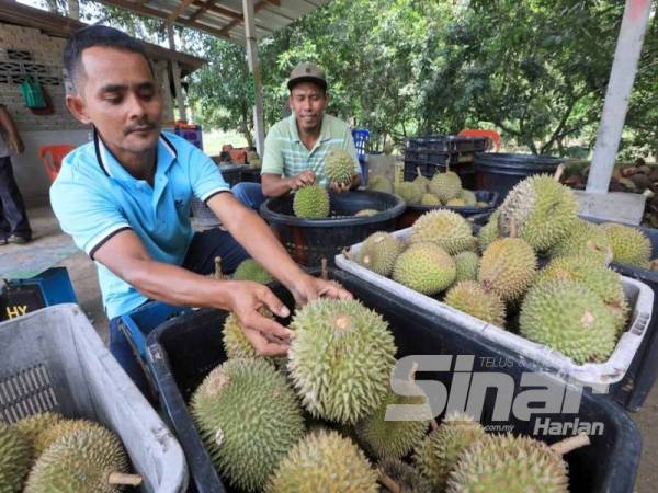 Ahmad (kiri) menyusun buah durian yang dijual di gerainya di bandar Kuantan.