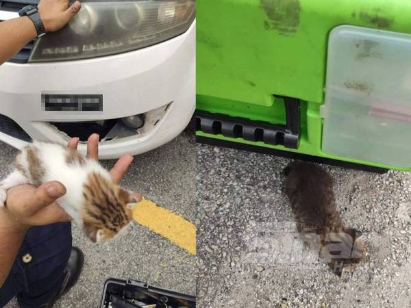 Seekor anak kucing betina berjaya dikeluarkan selepas terperangkap dalam kereta Rehana.