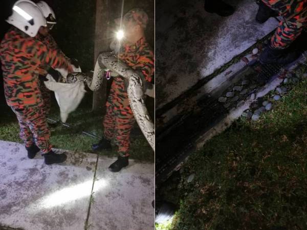 Anggota bomba menangkap seekor ular sawa sepanjang tiga meter dengan berat 45kg di Leisure Farm Resort, Gelang Patah malam tadi.