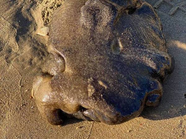 Makhluk yang ditemui di tepi pantai Quensland terus menimbulkan misteri. Foto Facebook KerryAnne Kennedy