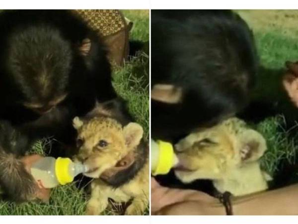 Rakan video Twitter menunjukkan seekor cimpanzi menyusukan seekor anak singa dengan botol susu di India. - Foto Twitter Susanta Nanda