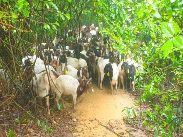 PGA Batalion 7 Kuantan merampas 139 ekor kambing yang diseludup menggunakan sampan dari Thailand.