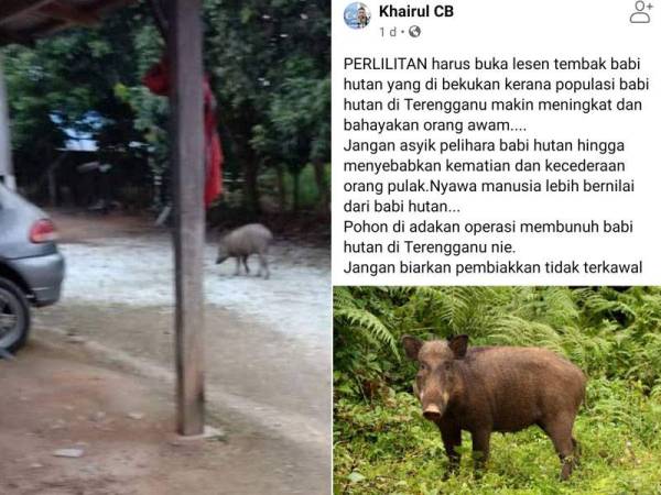 Babi hutan yang muncul berhampiran kediaman penduduk di Kuala Ibai, Kuala Terengganu.