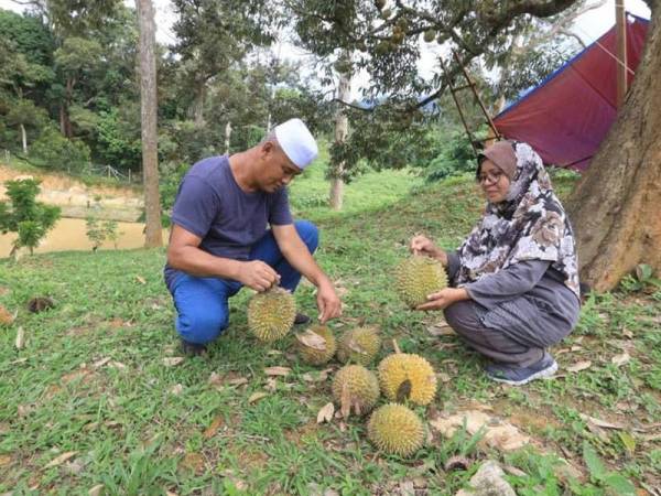 Ishak dan isterinya, Sutinah menyediakan durian percuma kepada tetamu yang datang ke rumahnya di Kampung Dusun Kalong, Ulu Cheka.