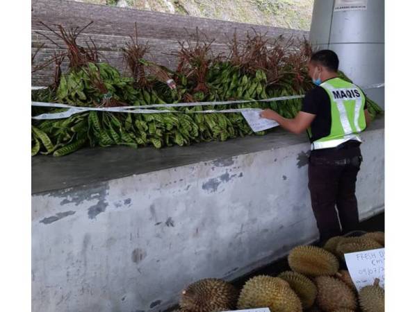 Seorang pegawai Maqis memeriksa durian dan petai yang dirampas di pintu masuk ICQS Pengkalan Hulu di sini.