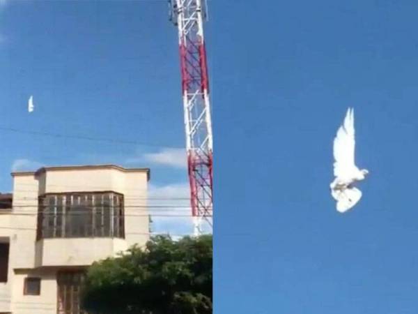 Burung merpati yang didakwa 'beku' di udara. - Foto Daily Star