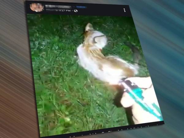 Video memaparkan tindakan seorang individu membakar anak kucing yang dikatakan berlaku di Pahang tular di media sosial sejak kelmarin.