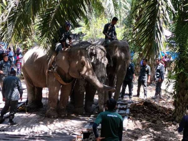 Khidmat Abot dan Rambai digunakan untuk memujuk gajah liar dalam operasi pindah haiwan itu ke Hutan Simpan Royal Belum.