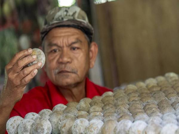 Mohd Nashir memeriksa tanah liat yang telah dicampurkan bahan untuk dijadikan bebola tanah liat atau dikenali 'mudball’ pada proses pengeraman selama seminggu dan sedia untuk dipasarkan ketika ditemui pemberita di rumahnya di Kampung Che Arus Kok Lanas, Ketereh hari ini. - Foto Bernama