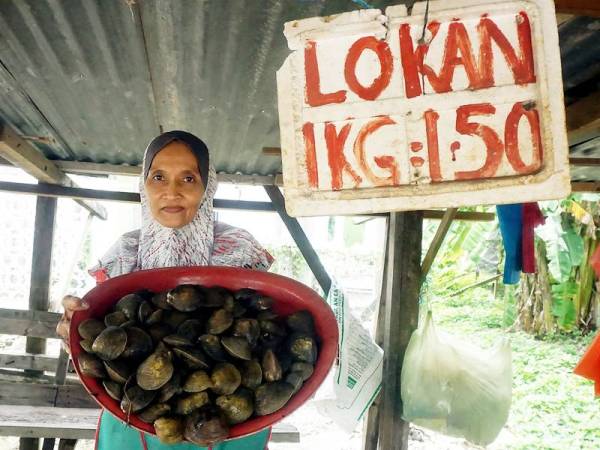 Peniaga, Zaini Talib, 53 menunjukkan lokan (sejenis siput) yang dijual pada harga RM1.50 sekilogram di kedainya di Jalan Semeling di sini, hari ini.