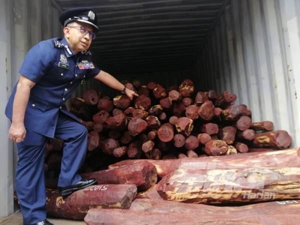 Johari menunjukkan antara kayu merah yang dirampas.