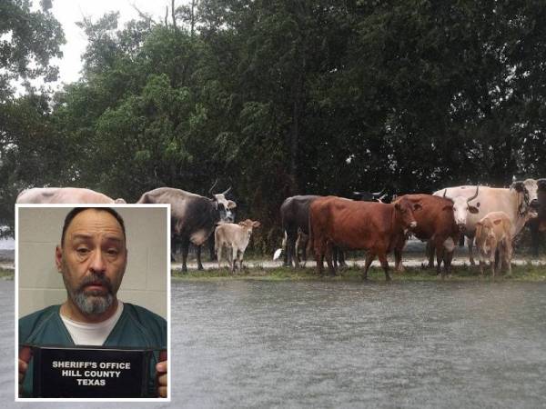 Gambar fail menunjukkan beberapa ekor lembu di Port Arthur, Texas. - AFP (William 'Willie' Rittenbaugh melakukan kegiatan mencuri lembu di negeri Texas.)