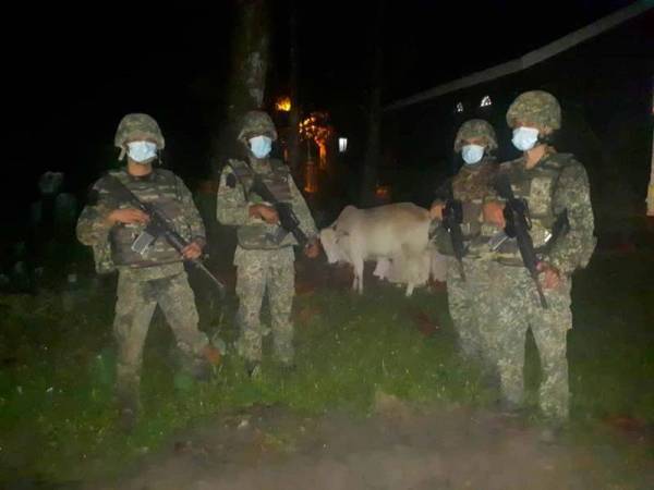 Cubaan tiga lelaki untuk seludup 15 ekor lembu dari Thailand masuk ke negara ini menerusi sungai Golok berjaya dipatahkan ATM. 