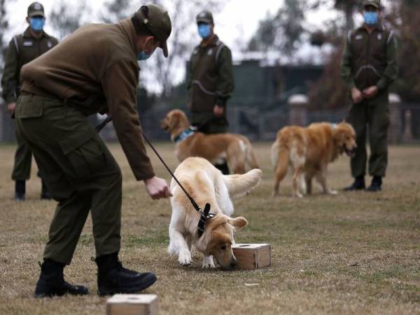 Anjing dilatih untuk menghidu Covid-19 pada air liur lebih 1,000 individu sihat dan dijangkiti virus itu. - Foto Agensi