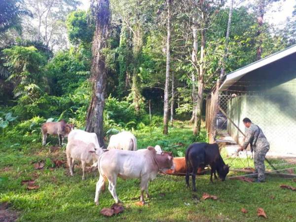 Antara lembu yang berjaya ditangkap oleh anggota penguat kuasa yang bertugas di sempadan Malaysia-Thailand.