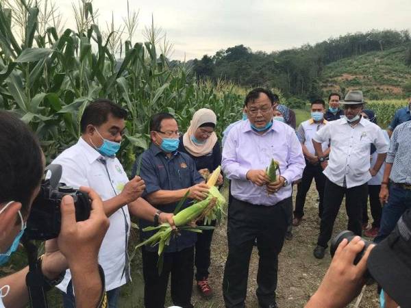 Ahmad (dua dari kiri) menunjukkan jagung manis yang dipetik di ladang jagung PPK Tanjung Ipoh.