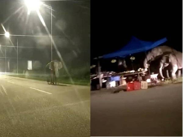 Gajah liar kelihatan di Jalan Mawai, Kota Tinggi dan turut menyerang gerai buah-buah di kawasan terbabit malam tadi.