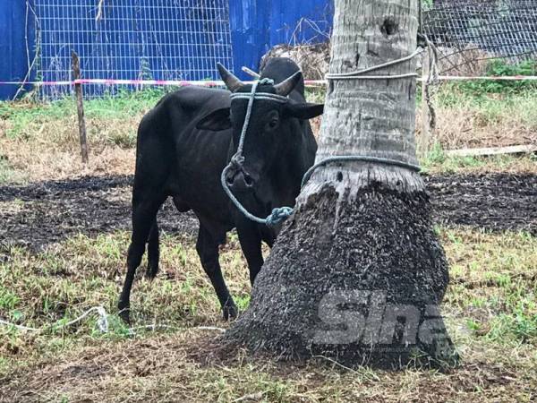 Korban lembu hasil duit kutu