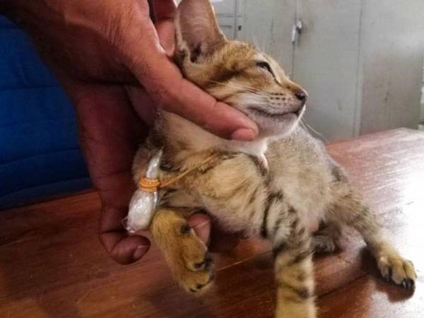 Barangan terlarang itu diikat pada leher kucing tersebut ketika ia ditangkap pihak berkuasa penjara. - Foto: AFP