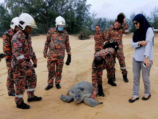 Seekor penyu agar betina yang terperangkap di bawah timbunan sebatang pokok tumbang di Pantai Cakar Hutan, Kampung Labohan, Kerteh berjaya dikeluarkan dan dilepaskan semula ke laut. Foto: Bernama