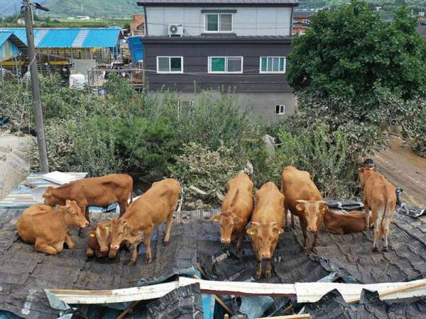 Kumpulan lembu yang 'terkandas' di atas bumbung sebuah rumah ketika berlindung daripada banjir di bandar Gurye di Korea Selatan. - Foto Agensi