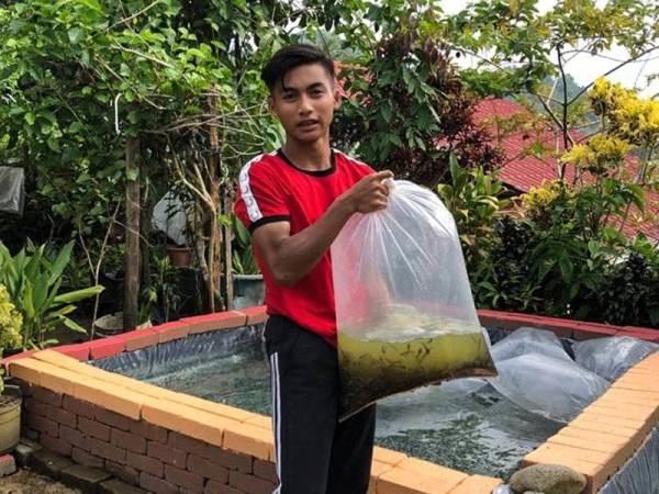 Raih pendapatan empat angka jual benih ikan