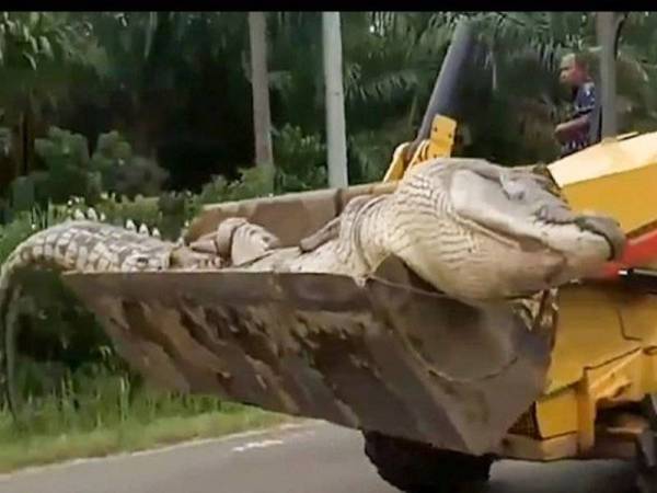 Buaya berat 500kg diangkut guna jengkaut. - Foto Daily Mail