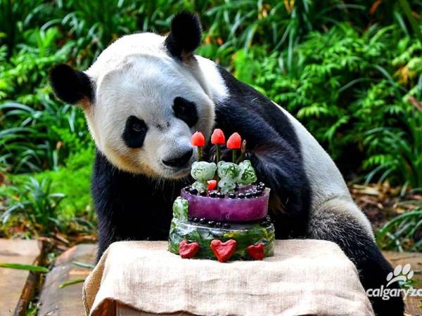 Gambar fail menunjukkan seekor panda jantan bernama Da Mao di Zoo Calgary, Alberta, Kanada. - Foto Zoo Calgary