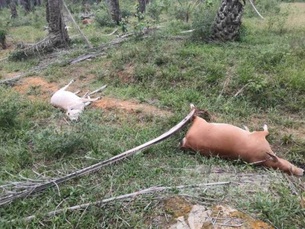 Keadaan lembu-lembu yang ditemui mati bergelimpangan dalam kebun kelapa sawit semalam.