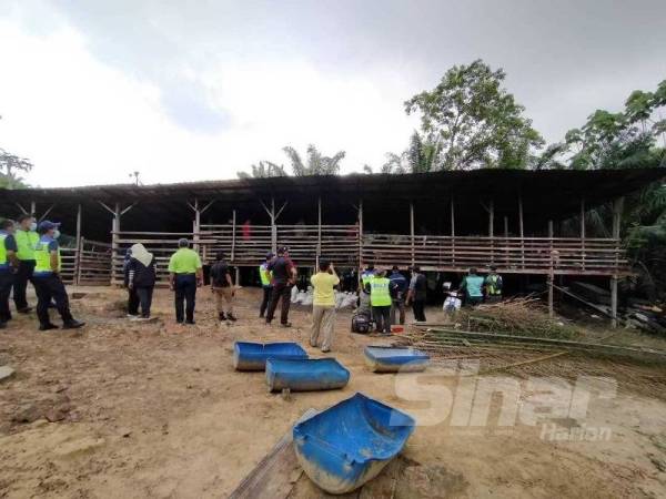 Lembu, kambing diternak dalam hutan simpan disita