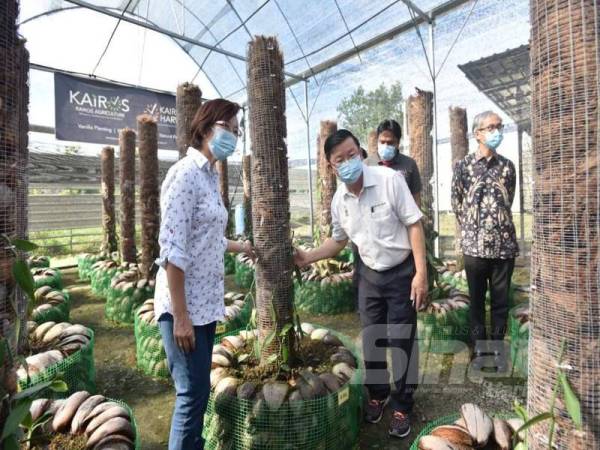 Kon Yeow (dua dari kiri) ketika meninjau pembukaan Ladang Vanila Pintar Pertama Malaysia di Permatang Pauh Agro Park hari ini.