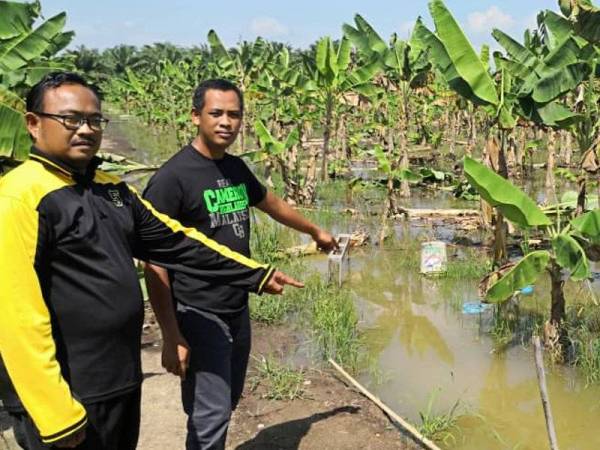 Arbain (kanan) dan Mohd Azlan (kiri) menunjukkan keadaan tanaman pokok pisang dilanda banjir di Sungai Panjang di sini hari ini.