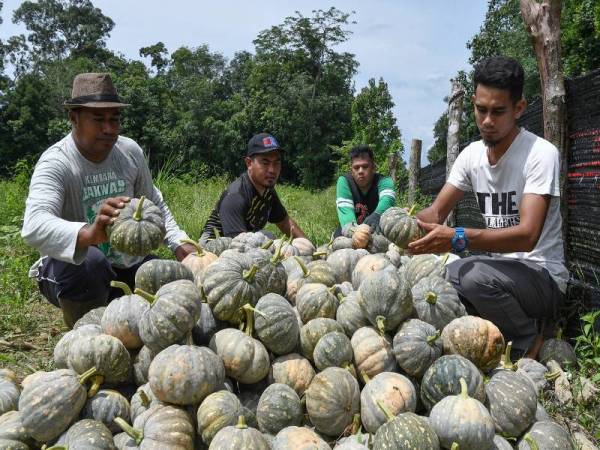  Petani remaja (dari kiri) Mat Zakie Mat Yeh, Al Iman Mohd Nor, Azin Nur Azri Rujunaidi dan Nor Ekwan Mamat memeriksa labu yang telah dituai sebelum dihantar kepada pelanggan di Kampung Ladang Bual, Hulu Besut. - Foto Bernama