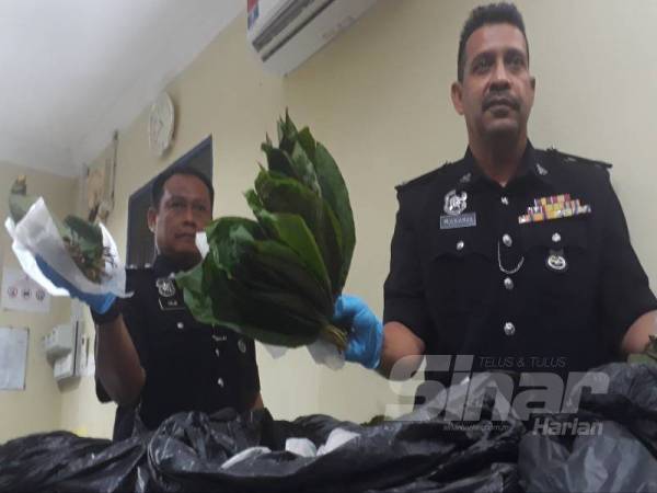 Mulkiaman (kanan) menunjukkan rampasan daum ketum yang dilakukan anggotanya di sebuah rumah di Kampung Lamdin, Naka, Kuala Nerang pada 13 Ogos lalu.