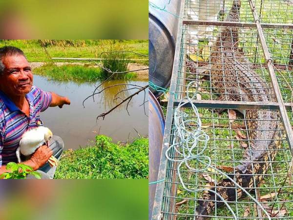 Mohd Nor menunjukkan lokasi kejadian di mana itiknya dibaham buaya tembaga. Buaya jenis tembaga yang muncul di sungai Gong Tok Aji bertindak ganas dengan membaham itik peliharaan penduduk selama tiga hari berturut-turut bermula Ahad lalu.