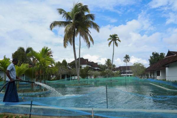 Kolam renang yang telah dijadikan kolam ikan di Aveda Resort di Kumarakom di negeri Kerala, India. - Foto: AFP
