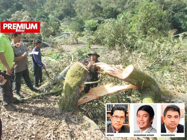 Kakitangan Jabatan Perhutanan Negeri Pahang (JPNP) memusnahkan pokok durian yang ditanam secara haram dalam kawasan hutan simpan di Raub. - Foto JPNP