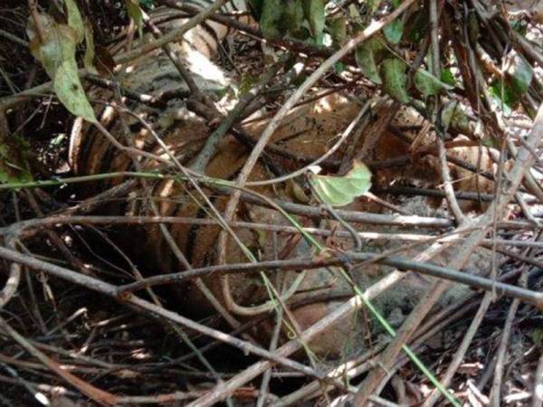 Harimau Sumatera ditemui mati oleh pekerja ladang kelapa sawit di Riau - Foto Tribun News