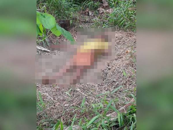 Mayat seorang lelaki tanpa identiti ditemui dalam kebun kelapa sawit di Kampung Sri Cheeding, di sini, semalam.