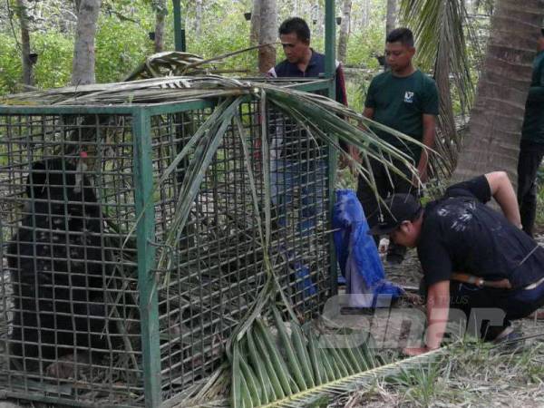 Beruang matahari yang ditangkap di Kampung Jenang, Marang pagi tadi akan dihantar ke Taman Negara Terengganu.