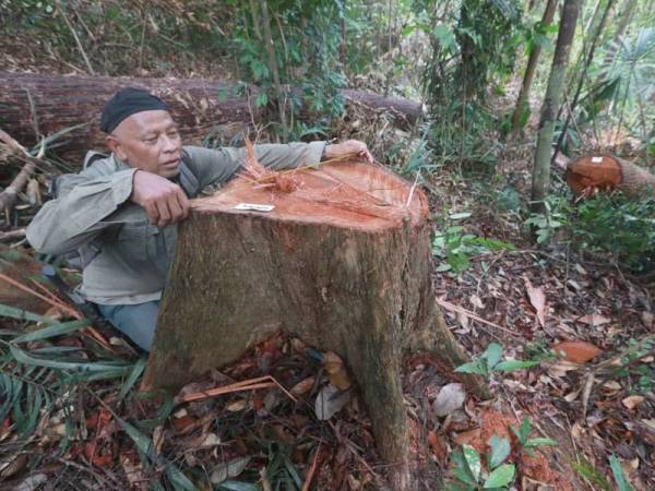 Seorang kakitangan PHD Temerloh dan Bera memeriksa balak jenis meranti yang di tebang secara haram di Hutan Simpan Jengka. - Pix: Ihsan JPNP