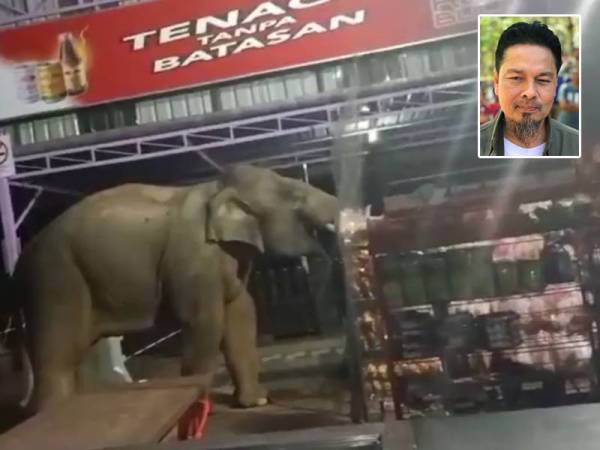 Seekor gajah jantan liar dikesan cuba masuk ke sebuah kedai makan dipercayai bagi mencari makanan. Gambar kecil: Yusoff Shariff