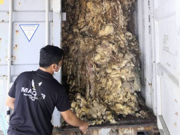 Pihak Maqis melakukan pemeriksaan sebuah kontena yang membawa bulu biri-biri di PTP, Gelang Patah, Iskandar Puteri semalam.