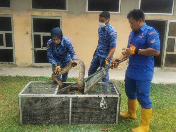 Tiga anggota Angkatan Pertahanan Awam Kuala Nerus/ Kuala Terengganu menunjukkan spesis ular sawa yang akan diserahkan kepada Perhilitan untuk dilepaskan ke Taman Negara di Terengganu.