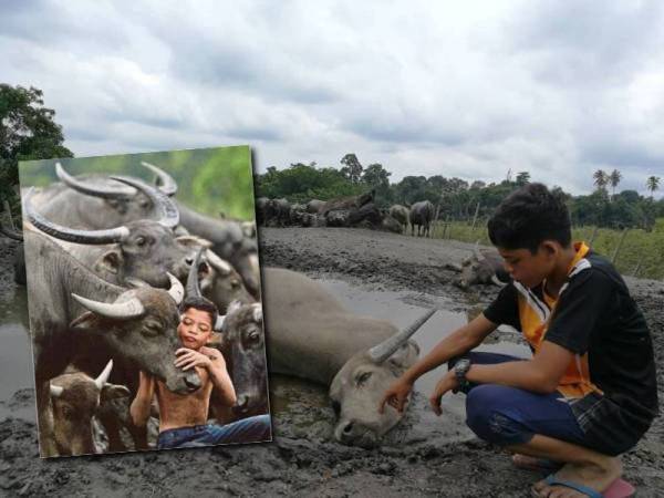 Muhammad Syukur melihat kerbau peliharaan bapanya yang ditemui mati secara berperingkat sejak Rabu lalu di Kampung Banggol Katong, Serada, Kuala Terengganu hari ini.