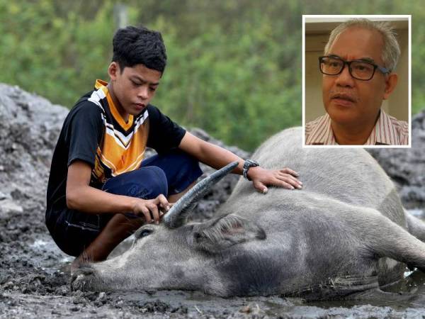 Muhammad Syukur kelihatan sedih apabila 36 ekor kerbau milik bapanya didapati mati seekor demi seekor sejak Rabu lepas di Kampung Kubang Bujuk. - Foto Bernama (Gambar kecil: Dr Mohd Termizi)