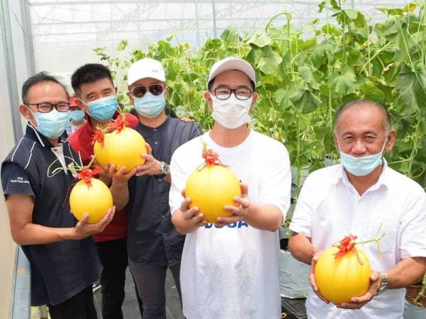 Junz (dua dari kanan) bersama pengusaha projek fertigasi golden melon di Taman Kekal Pengeluaran Makanan (TKPM) Putatan semalam.