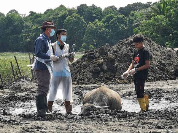 Muhammad Syukur (kanan) bersama anggota kesihatan melihat keadaan salah seekor kerbau yang dijangkiti hawar berdarah di kawasan kandang di Kampung Banggol Katong, Serada hari ini.